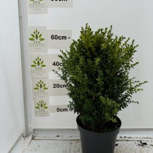 60 cms 15L