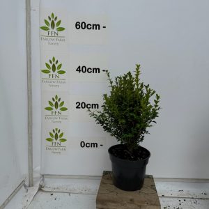 30-40cms 3L