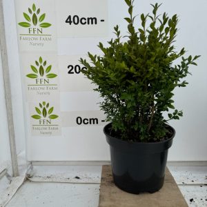 40-60cms 5L