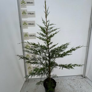 90-120cms 10L