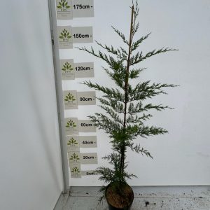 175-200cms 15L