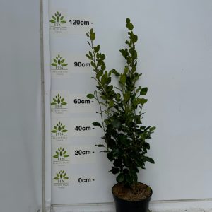 90-120cms 10L