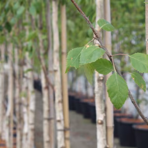 Betula utilis jacquemontii (Himalayan Birch)
