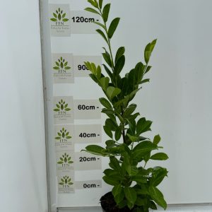 90-120cms 10L