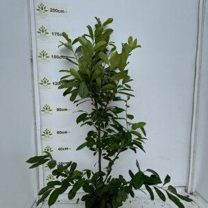 100-120cms 15L