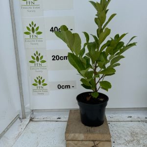 60-90cms 3L