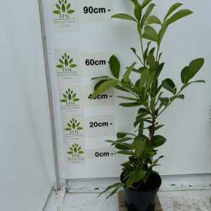 90-120cms 5L