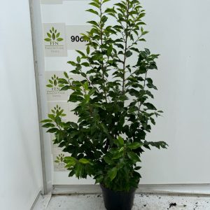 60-80cms 10L