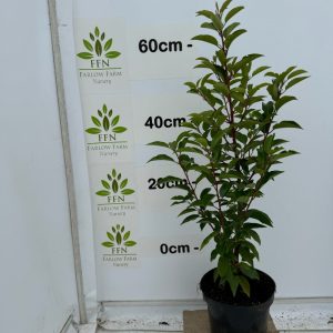 60-90cms 3L