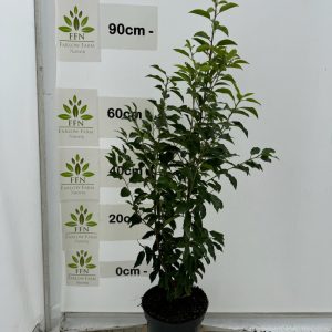 90-120cms 15L