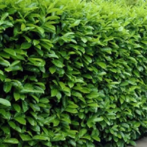 Prunus laurocerasus 'Rotundifolia' (Cherry Laurel)