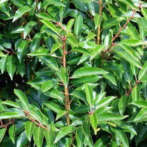 Prunus lusitanica (Portuguese Laurel)