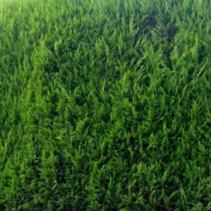 Cupressocyparis Leylandii (Green Leylandii)