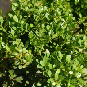 Ilex Crenata 'Dark Green' (Box Holly)