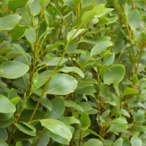 Griselinia Littoralis (New Zealand Broadleaf)