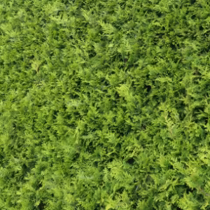 Thuja occidentalis 'Brabant' (White cedar)