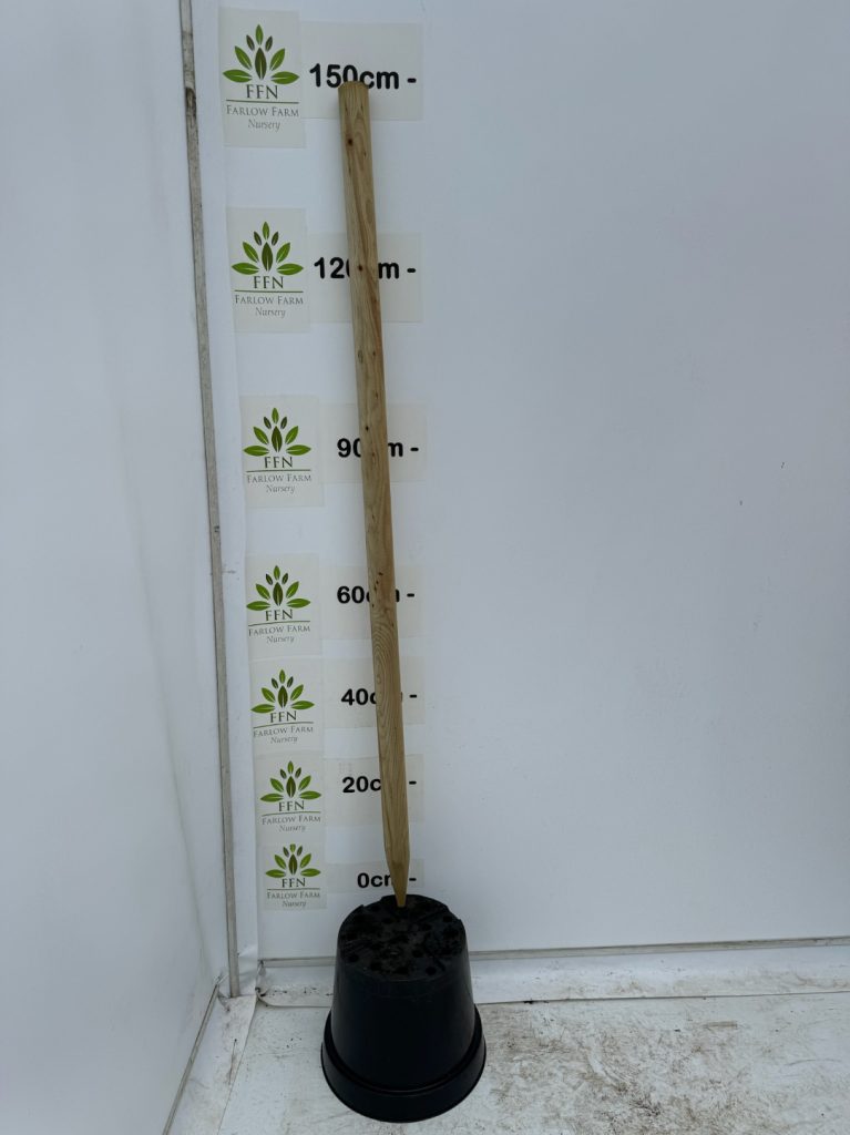 Tree Stake