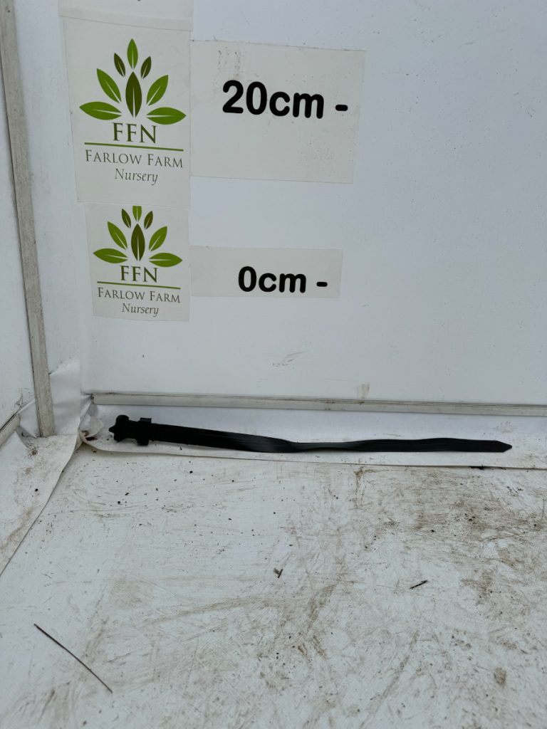 Tree Tie
