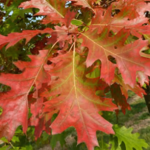 Quercus Rubra (American Red Oak)
