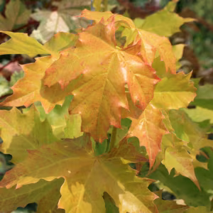 Acer platanoides 'Princeton Gold'