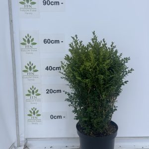 60cm  10L