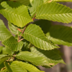 Carpinus Betula Fastigiata