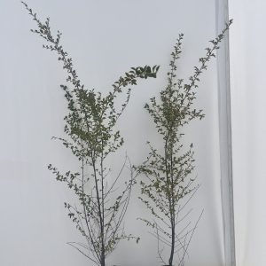 Cotoneaster Franchetii