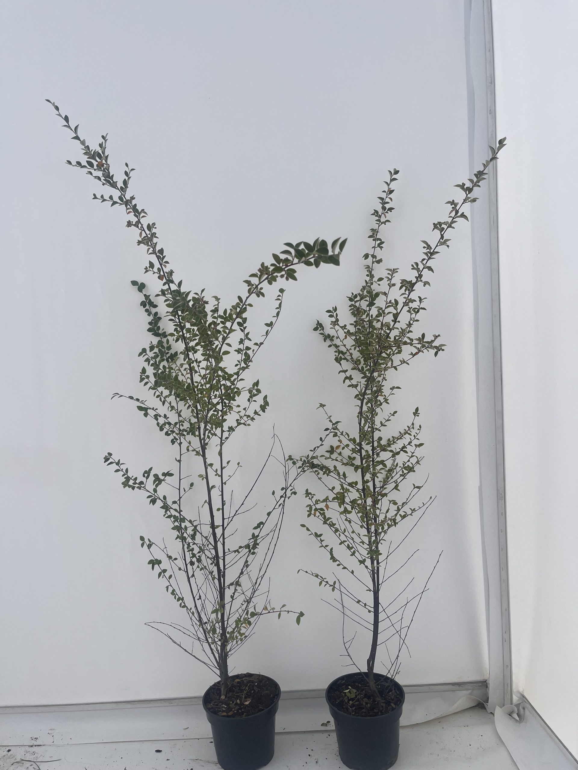 Cotoneaster Franchetii