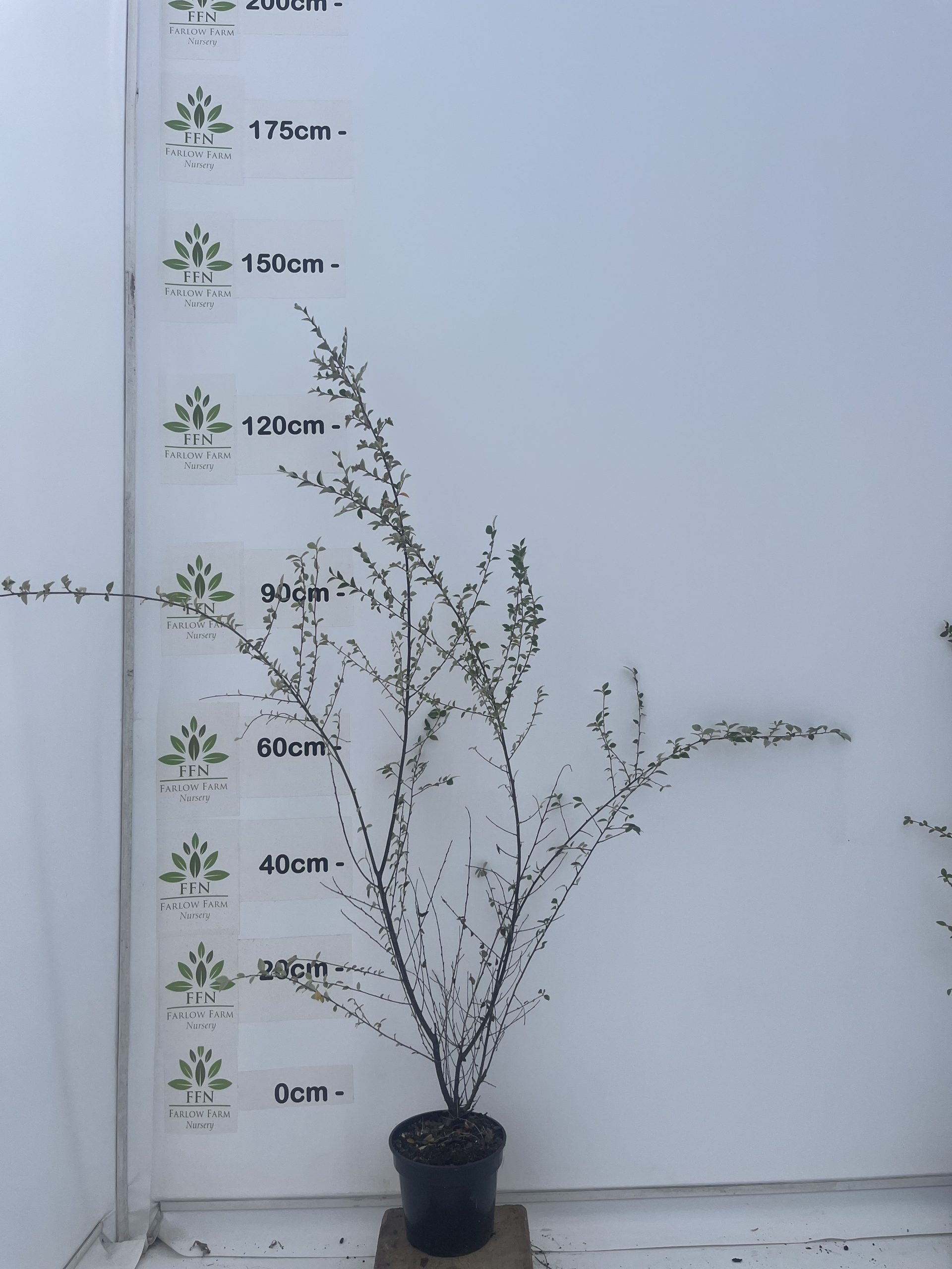 Cotoneaster Franchetii - Image 2