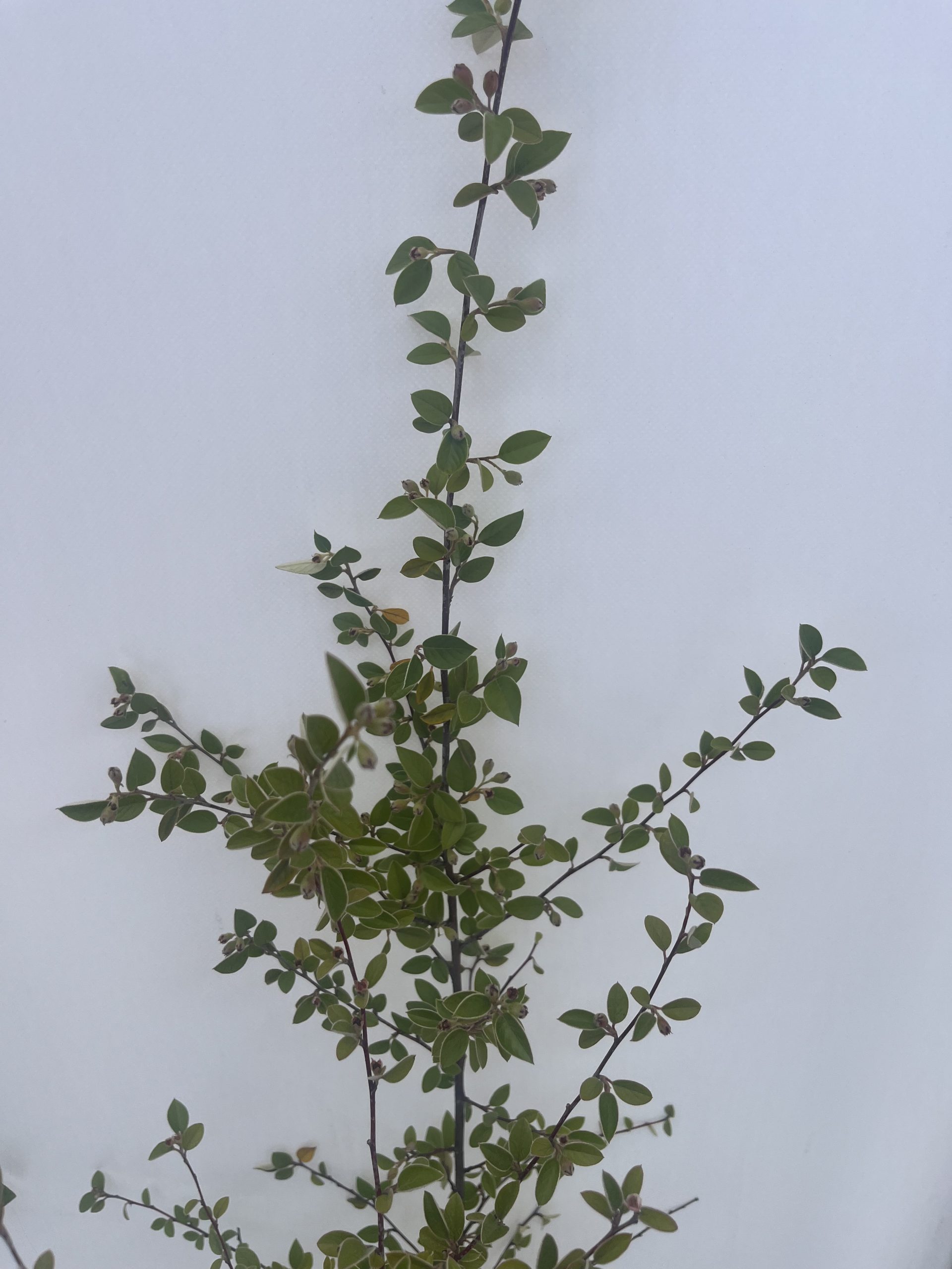 Cotoneaster Franchetii - Image 3
