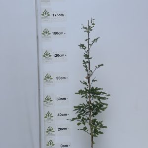 Fagus Sylvatica (Green beech)