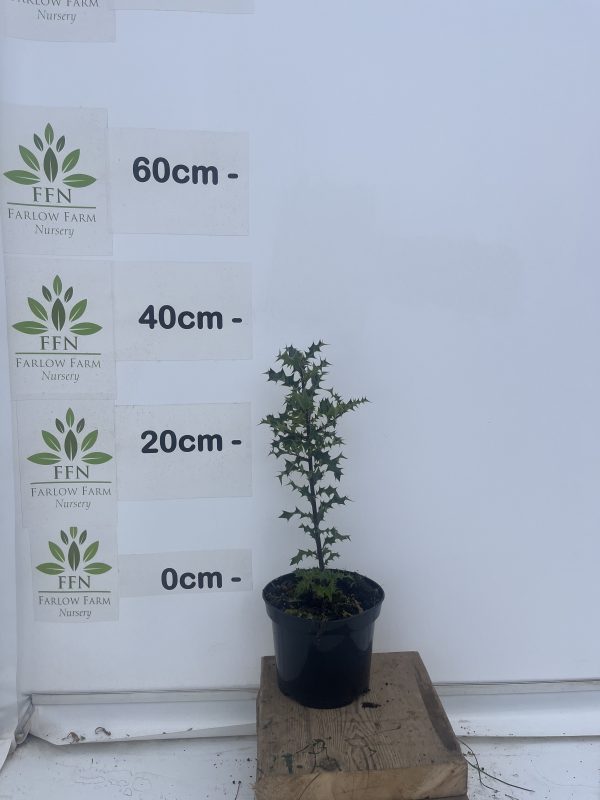 Ilex Aquifolium - Image 3