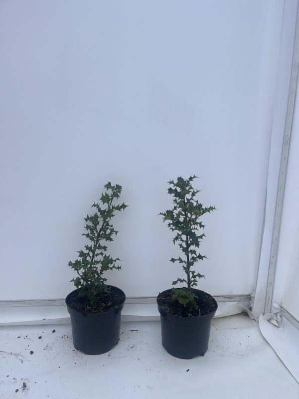 Ilex Aquifolium - Image 5