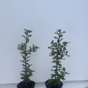 Ilex Aquifolium 2L group Ilex Aquifolium