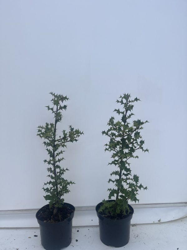 Ilex Aquifolium