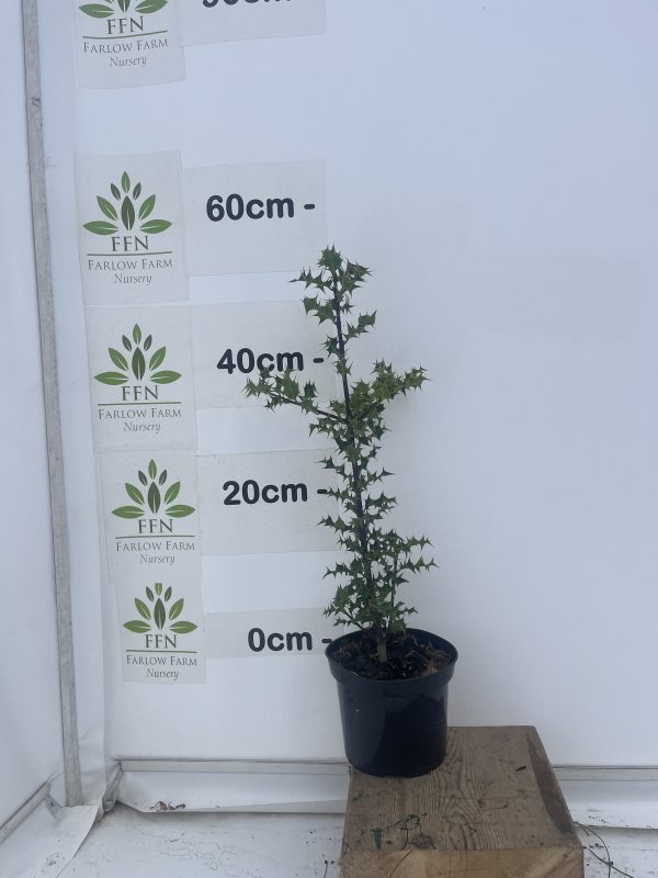 Ilex Aquifolium - Image 2