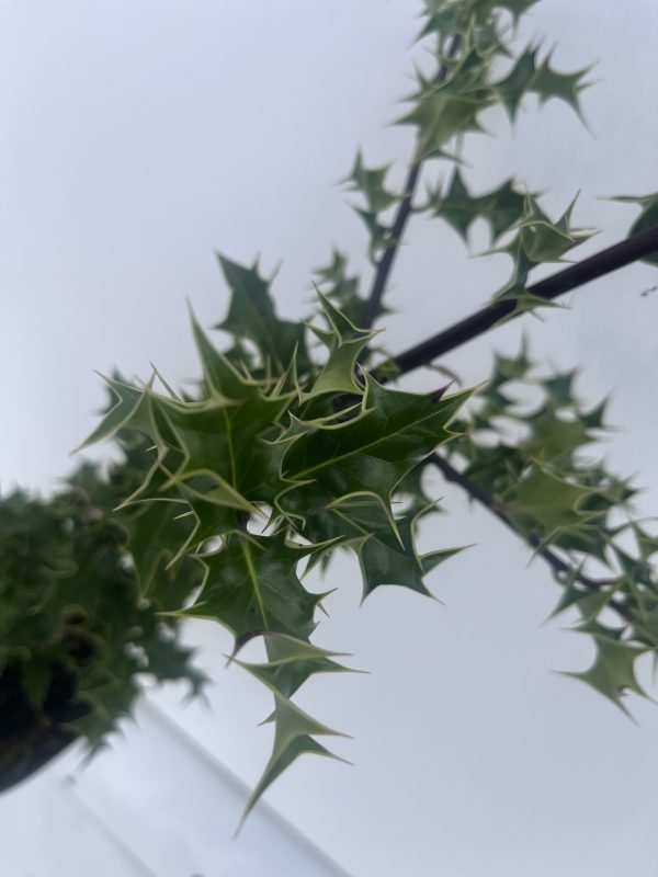 Ilex Aquifolium - Image 4