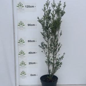 Ilex Crenata ‘Caroline’ 10L Ilex Crenata 'Caroline'