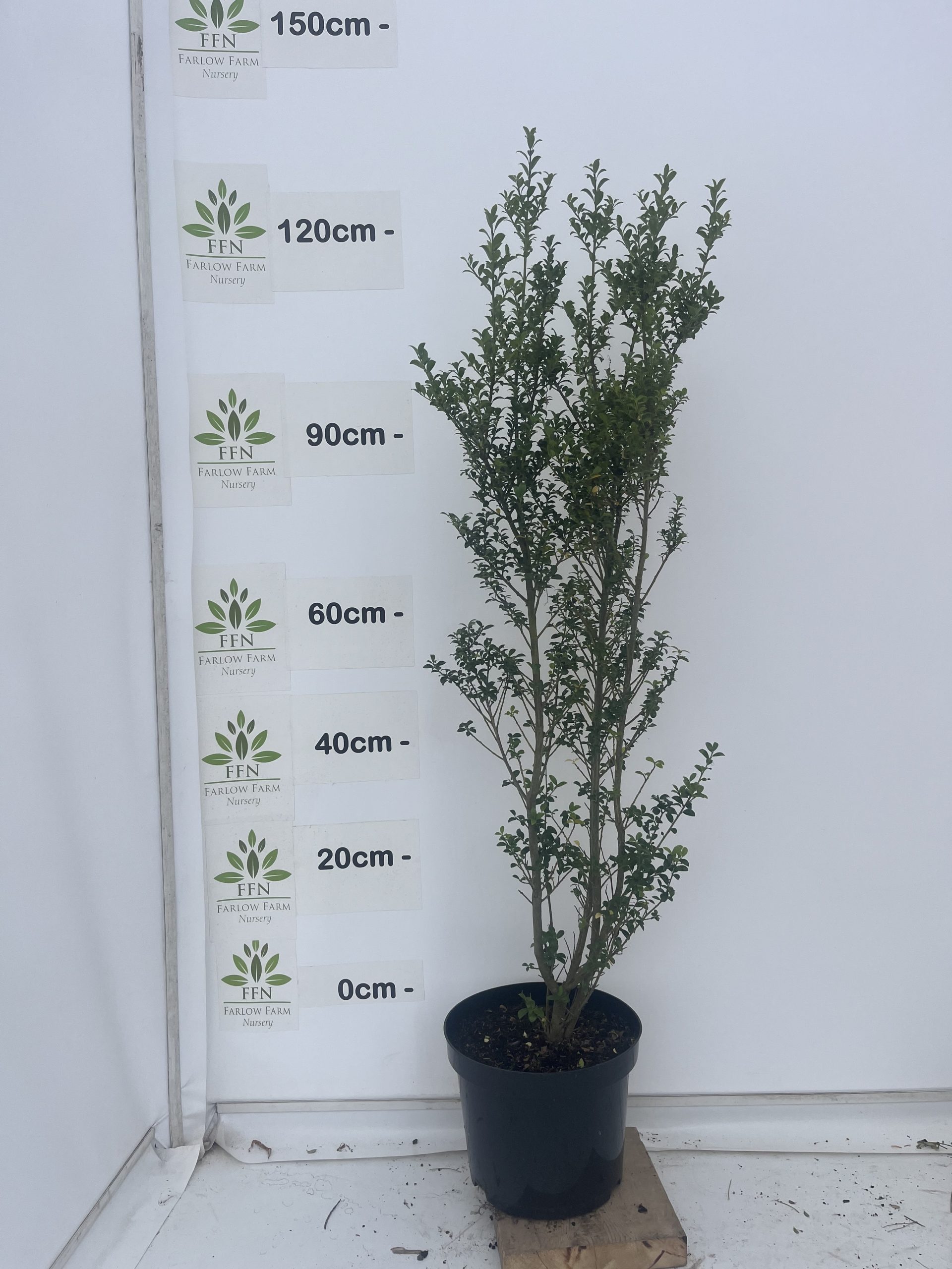 Ilex Crenata 'Caroline'