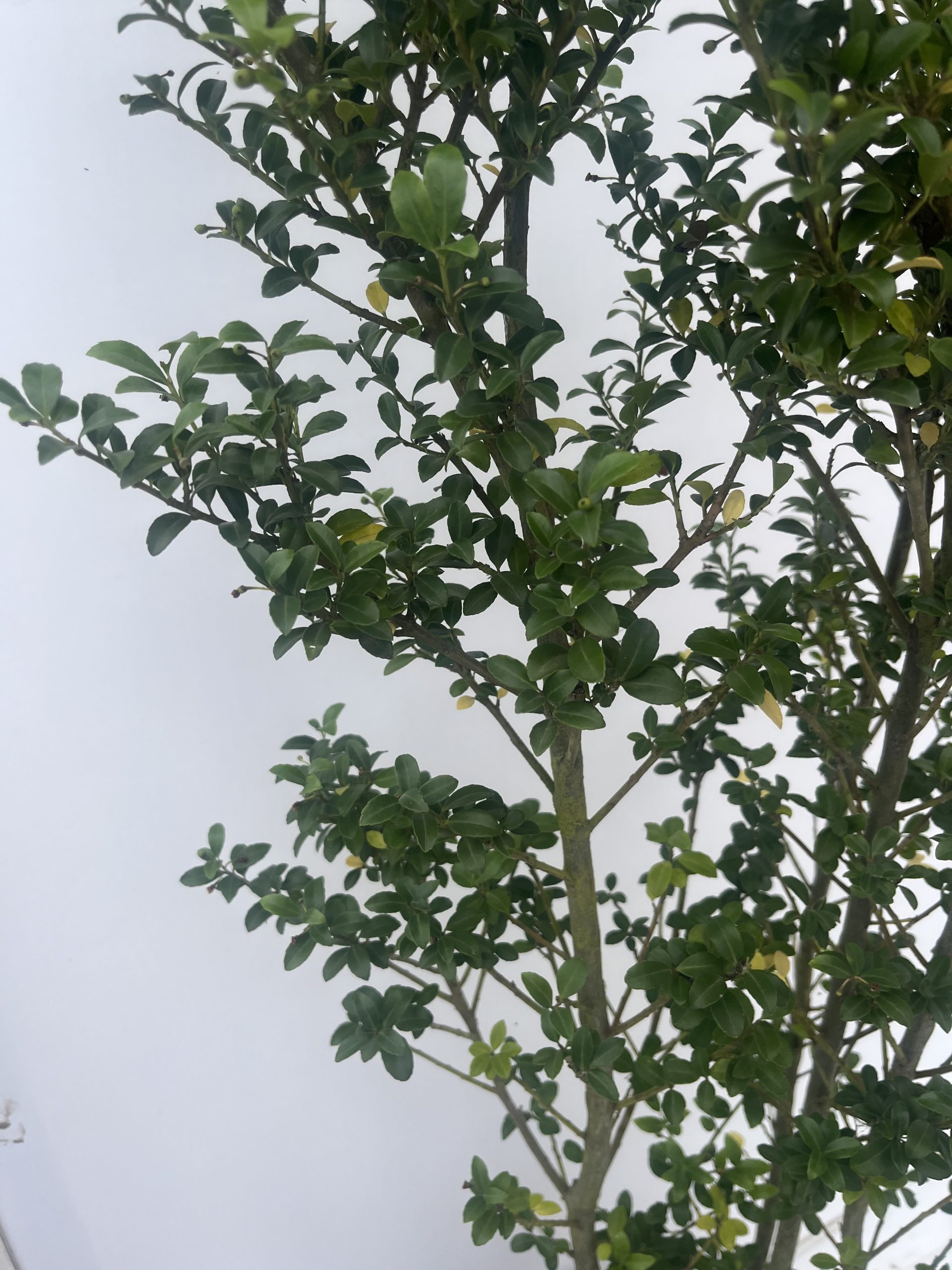 Ilex Crenata 'Caroline' - Image 2
