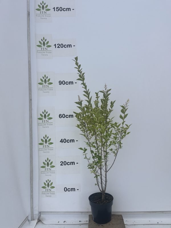 Ligustrum Ovalifolium 'Aureum' (Variegated Privet) - Image 2