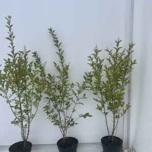 Ligustrum Ovalifolium ‘Aureum’ 3L group Ligustrum Ovalifolium 'Aureum' (Variegated Privet)