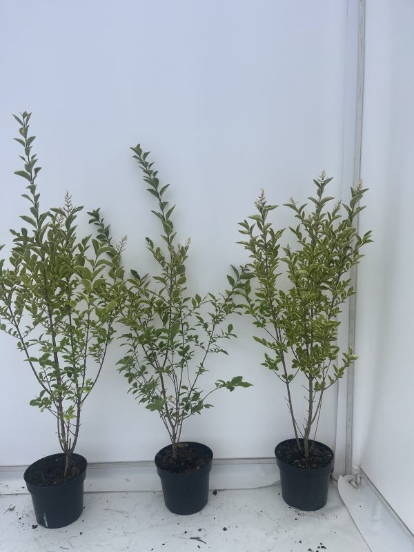 Ligustrum Ovalifolium 'Aureum' (Variegated Privet)