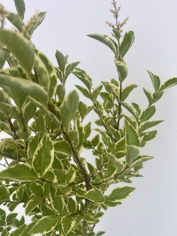 Ligustrum Ovalifolium 'Aureum' (Variegated Privet) - Image 3
