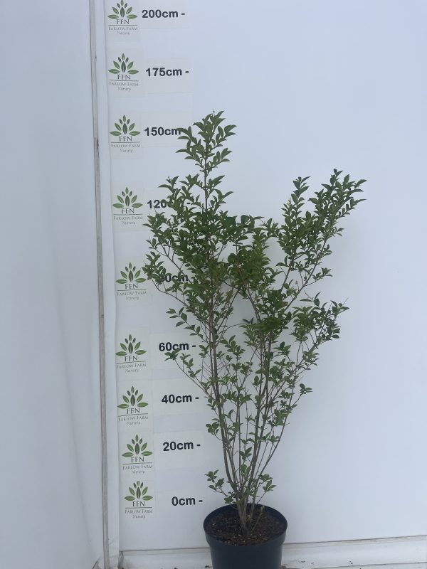 Ligustrum Ovalifolium (Privet) - Image 3
