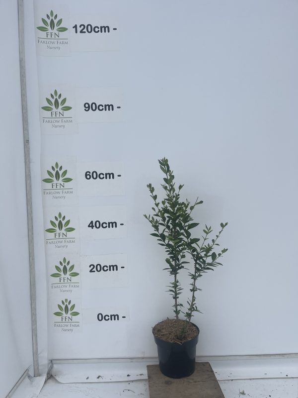 Ligustrum Ovalifolium (Privet) - Image 2