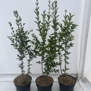 Ligustrum Ovalifolium (Privet) 3L group Ligustrum Ovalifolium (Privet)