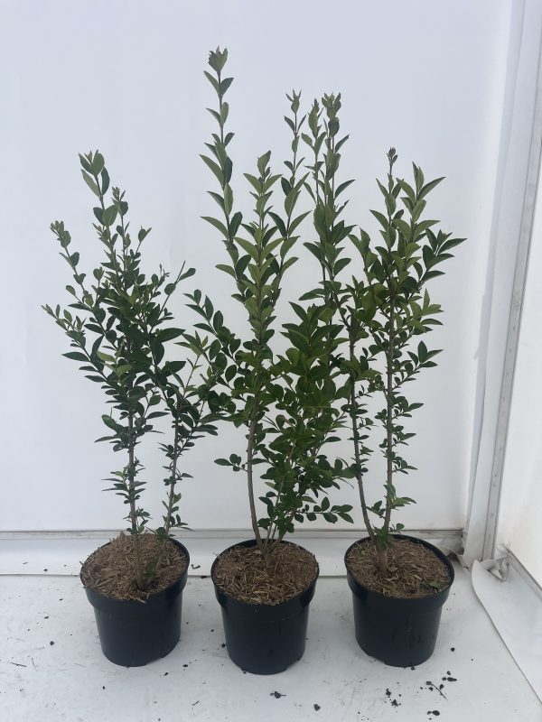 Ligustrum Ovalifolium (Privet)