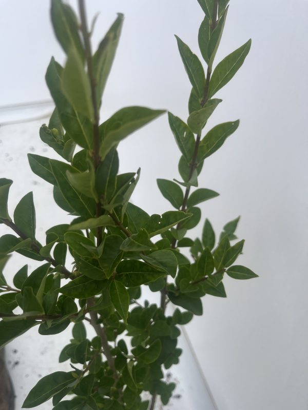 Ligustrum Ovalifolium (Privet) - Image 4