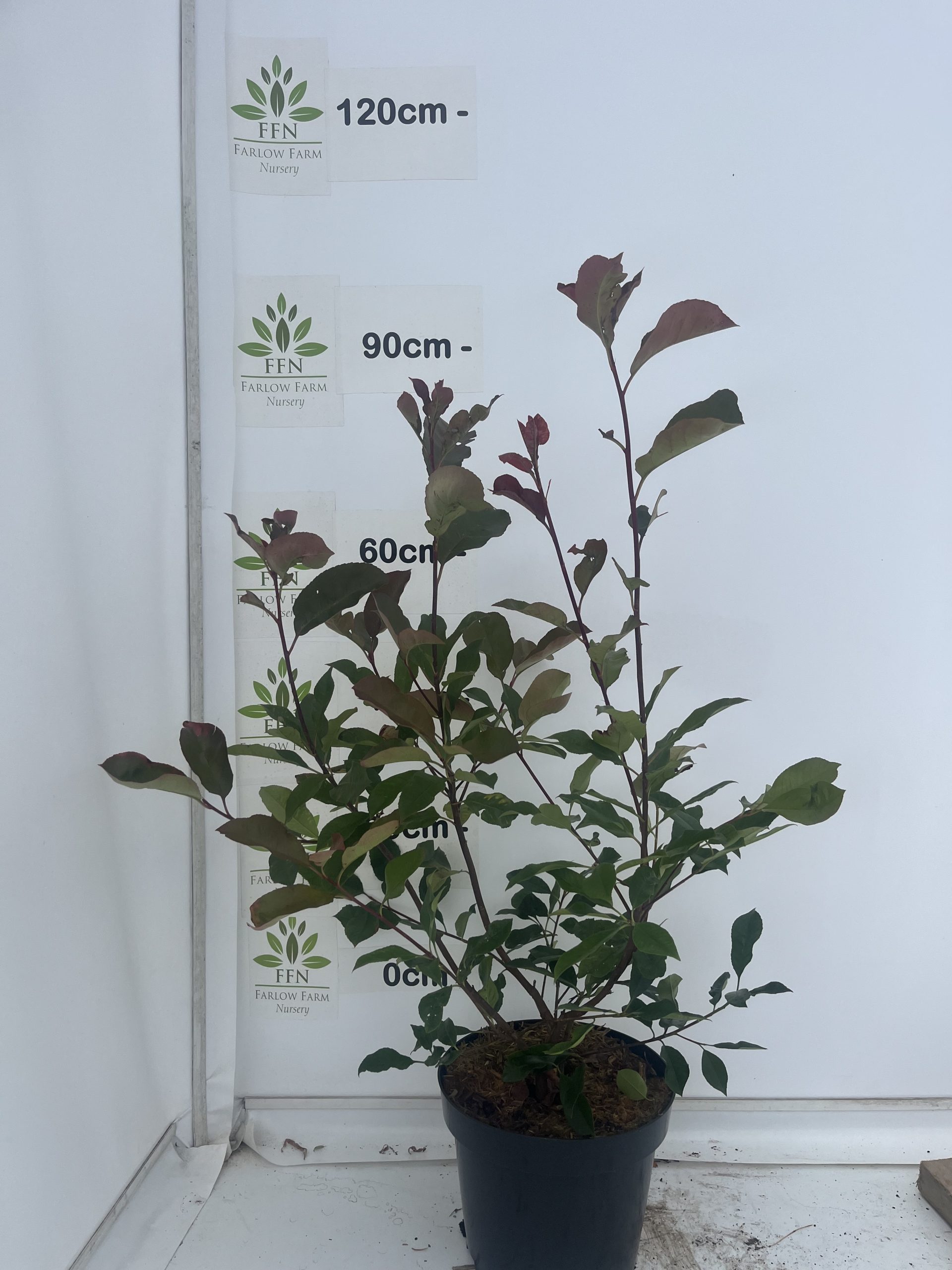 Photinia x Fraseri 'Red Robin' - Image 6